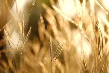 Fototapeta premium Silhouette sunset with wild grass flower blossom in a field and golden light at lately evening 