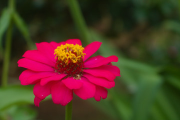 Macro shot of a Pink Flower on a green background