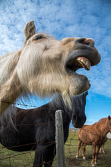 Horse on the Ringroad
