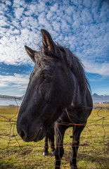 Horse on the Ringroad