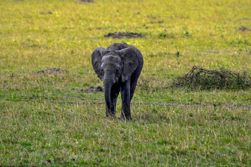 Elephants of Masai Mara