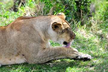 Naklejka na ściany i meble Lioness of Masai Mara