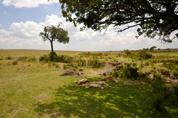 Lioness of Masai Mara