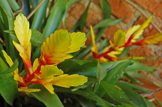 Vriesea splendens - Bromelia Espada-de-fogo