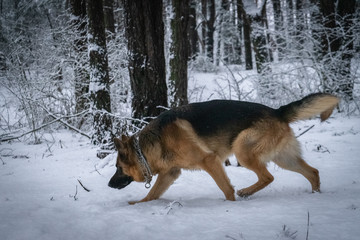 Fototapeta na wymiar German shepherd in the forest in winter 