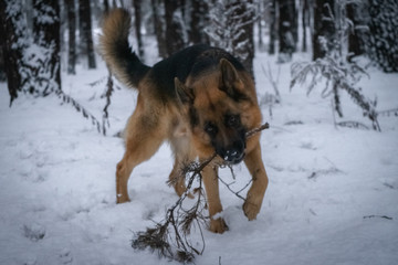 German shepherd in the forest in winter 