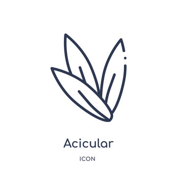 acicular icon from nature outline collection. Thin line acicular icon isolated on white background.