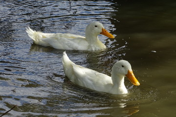 Indian Runner Ducks
