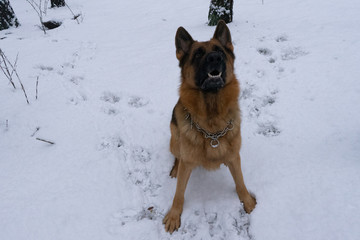 German shepherd in winter