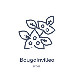 bougainvillea icon from nature outline collection. Thin line bougainvillea icon isolated on white background.