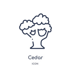 cedar icon from nature outline collection. Thin line cedar icon isolated on white background.