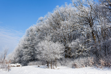 Winter trees and blue sky in sunny, frosty weather
