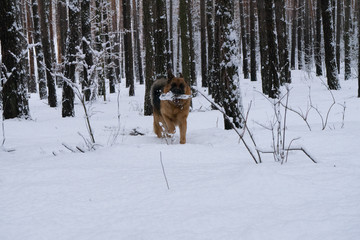 German shepherd in winter