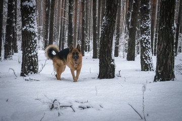 German shepherd in winter