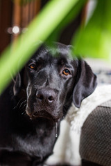 black labrador looking out from behind the branches of a plant