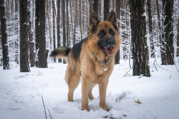 German shepherd in winter