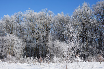 Winter trees and blue sky in sunny, frosty weather