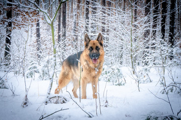 German shepherd in winter