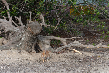 Close up of cute relaxing rabbit in the undergrowth on Okunoshima ( Rabbit Island ), Hiroshima, Japan. Numerous feral rabbits that roam the island, they are rather tame and will approach humans.