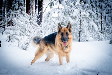 German shepherd in winter