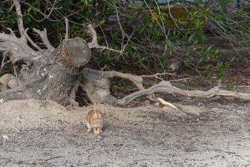 Close up of cute relaxing rabbit in the undergrowth on Okunoshima ( Rabbit Island ), Hiroshima, Japan. Numerous feral rabbits that roam the island, they are rather tame and will approach humans.