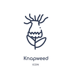 knapweed icon from nature outline collection. Thin line knapweed icon isolated on white background.