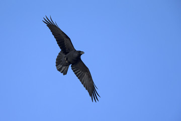 A northern Raven Corvus corax soaring on a blue sky background with no clouds..