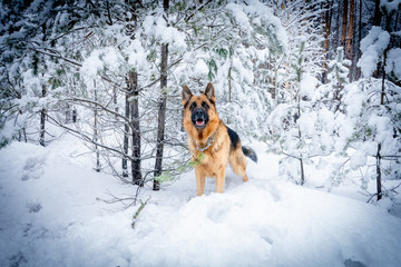 German shepherd in winter