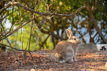 Close up of cute relaxing rabbit in the undergrowth on Okunoshima ( Rabbit Island ), Hiroshima, Japan. Numerous feral rabbits that roam the island, they are rather tame and will approach humans.