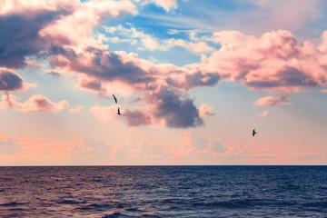 Seagulls in the purple sky. Beautiful sea. Color