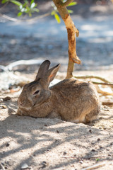 Close up of cute relaxing rabbit in the undergrowth on Okunoshima ( Rabbit Island ), Hiroshima, Japan. Numerous feral rabbits that roam the island, they are rather tame and will approach humans.