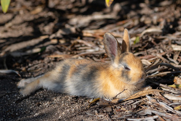 Close up an adorable yellow black baby rabbit in sunny day with nature background on Okunoshima, as known as the 
