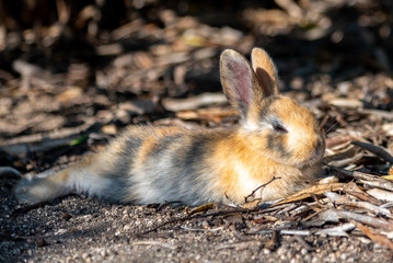 Close up an adorable yellow black baby rabbit in sunny day with nature background on Okunoshima, as known as the 