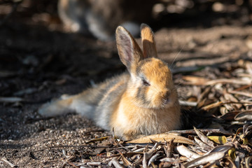 Close up an adorable yellow black baby rabbit in sunny day with nature background on Okunoshima, as...