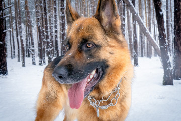 German shepherd in winter