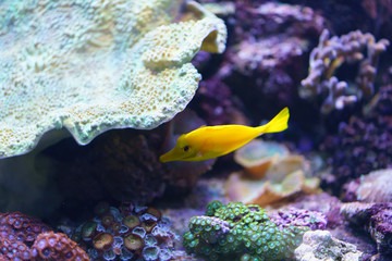 Yellow exotic small fish