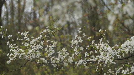 Весенняя природа