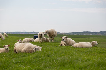 Sheep on the green grass of a dike in Holland