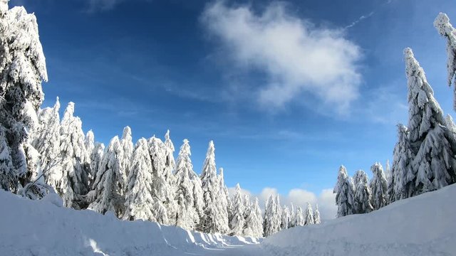  Bergfichtenwald mit Schnee, Fichtelgebirge, Winterwald