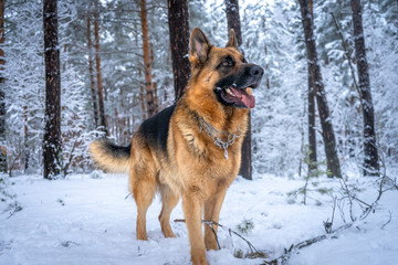 German shepherd in winter