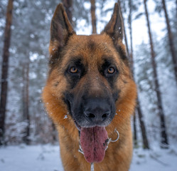 German shepherd in winter