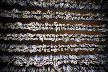 cod hanging to dry in the night, stockfish processing, Henningsvaer, Lofoten Islands, Norway