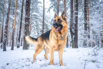 German shepherd in winter