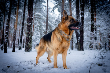 German shepherd in winter