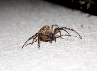 spider on the wall