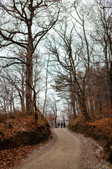 Forest path through the trees with fog
