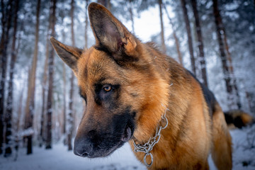 German shepherd in winter