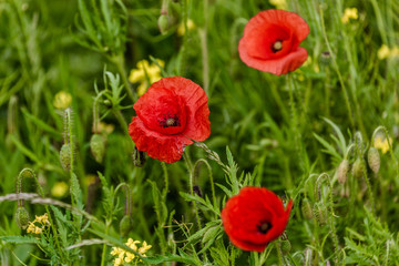 Obraz premium Poppies in a lush meadow