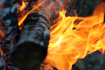 fire in nature . Bonfire in the forest