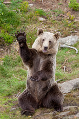 Friendly brown bear sitting and waving a paw (Ursus arctos beringianus)